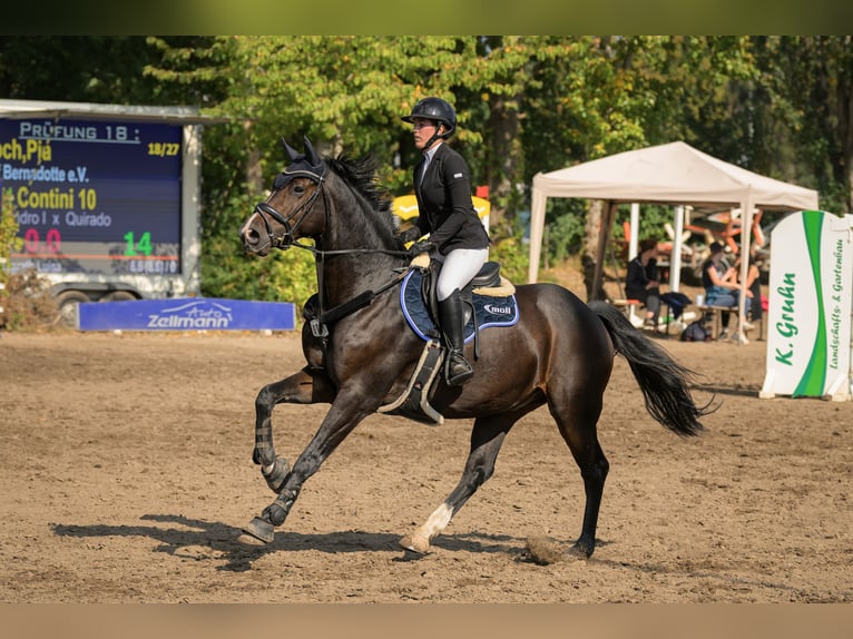 Holsteiner Wallach 12 Jahre 170 cm Dunkelbrauner in Stahnsdorf