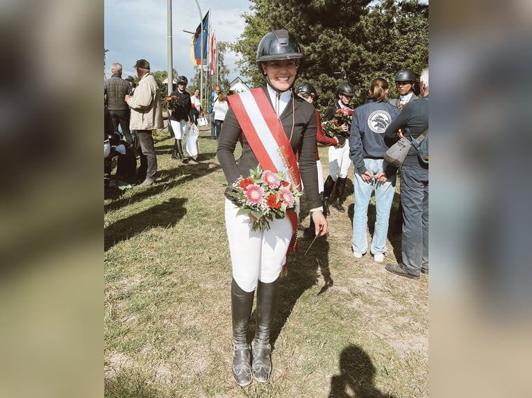 Holsteiner Wallach 12 Jahre 170 cm Dunkelbrauner in Stahnsdorf