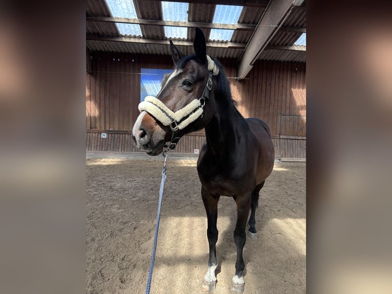 Holsteiner Wallach 12 Jahre 170 cm Dunkelbrauner in Stahnsdorf