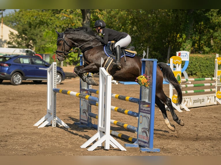 Holsteiner Wallach 12 Jahre 170 cm Dunkelbrauner in Stahnsdorf