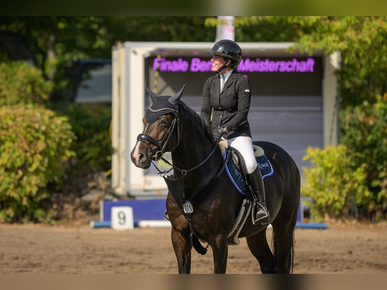 Holsteiner Wallach 12 Jahre 170 cm Dunkelbrauner in Stahnsdorf