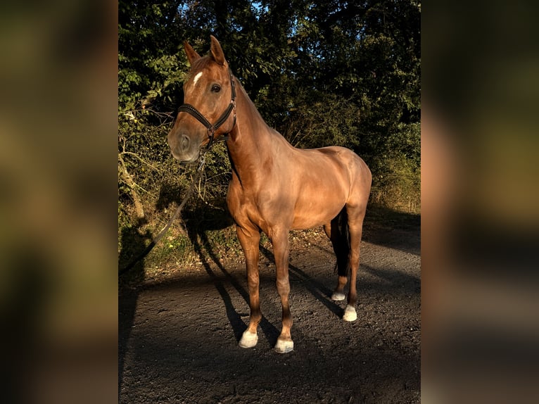 Holsteiner Wallach 12 Jahre 170 cm Fuchs in Weingarten