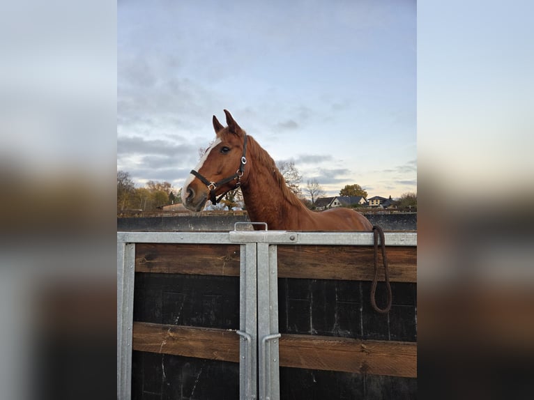 Holsteiner Wallach 12 Jahre 170 cm Fuchs in Mühlenfließ