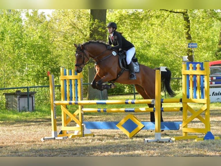 Holsteiner Wallach 12 Jahre 171 cm Brauner in L&#xFC;dersfeld