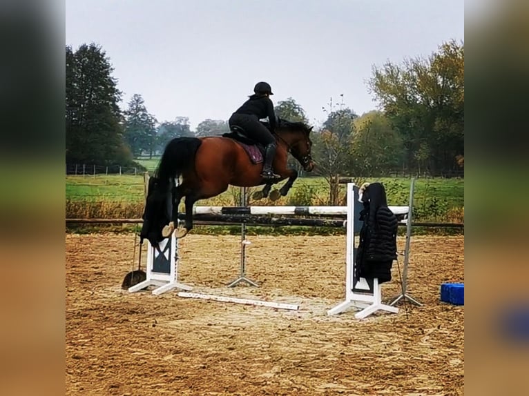 Holsteiner Wallach 12 Jahre 171 cm Brauner in L&#xFC;dersfeld