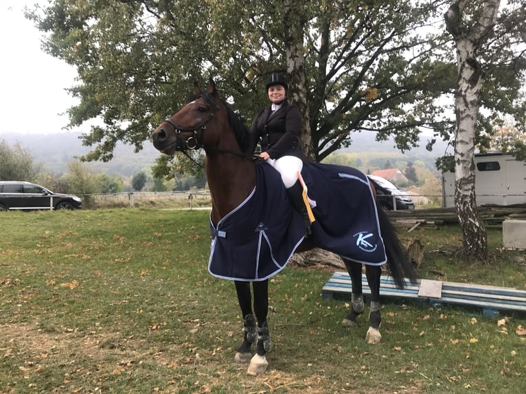 Holsteiner Wallach 12 Jahre 171 cm Brauner in L&#xFC;dersfeld