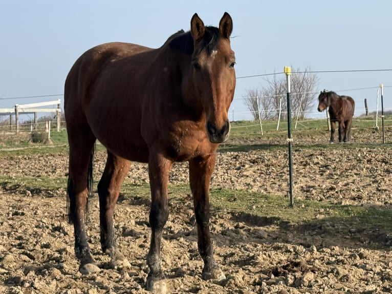 Holsteiner Wallach 12 Jahre 172 cm Brauner in Altenkirchen