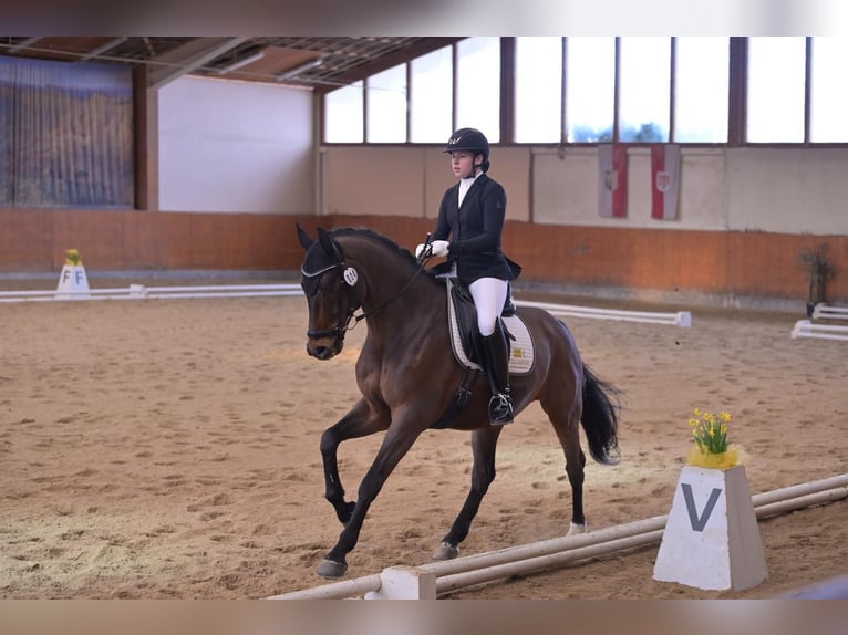 Holsteiner Wallach 12 Jahre 172 cm Dunkelbrauner in Biel-Benken