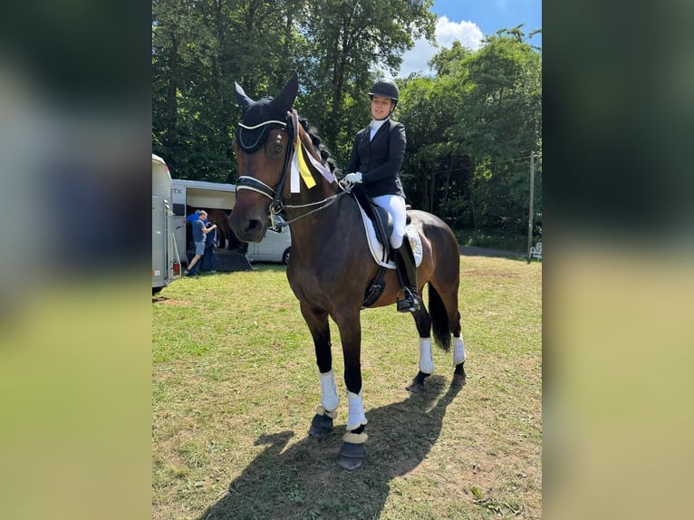 Holsteiner Wallach 12 Jahre 172 cm Dunkelbrauner in Biel-Benken