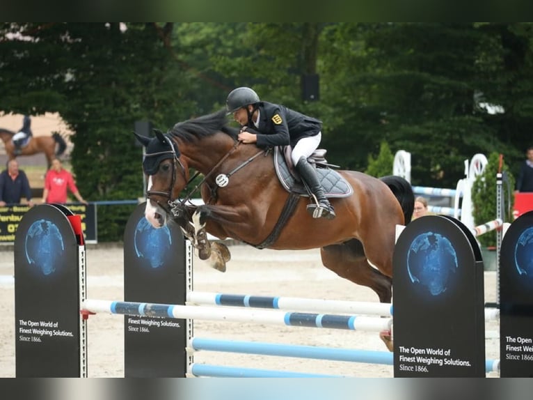 Holsteiner Wallach 12 Jahre 172 cm Hellbrauner in Schutterwald