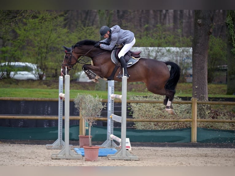 Holsteiner Wallach 12 Jahre 172 cm Hellbrauner in Schutterwald