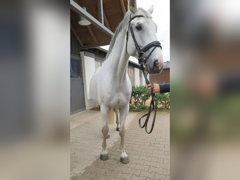Holsteiner Wallach 12 Jahre 172 cm Schimmel in Hanau