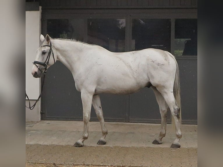 Holsteiner Wallach 12 Jahre 172 cm Schimmel in Hanau