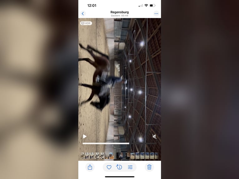 Holsteiner Wallach 12 Jahre 174 cm Brauner in Regensburg