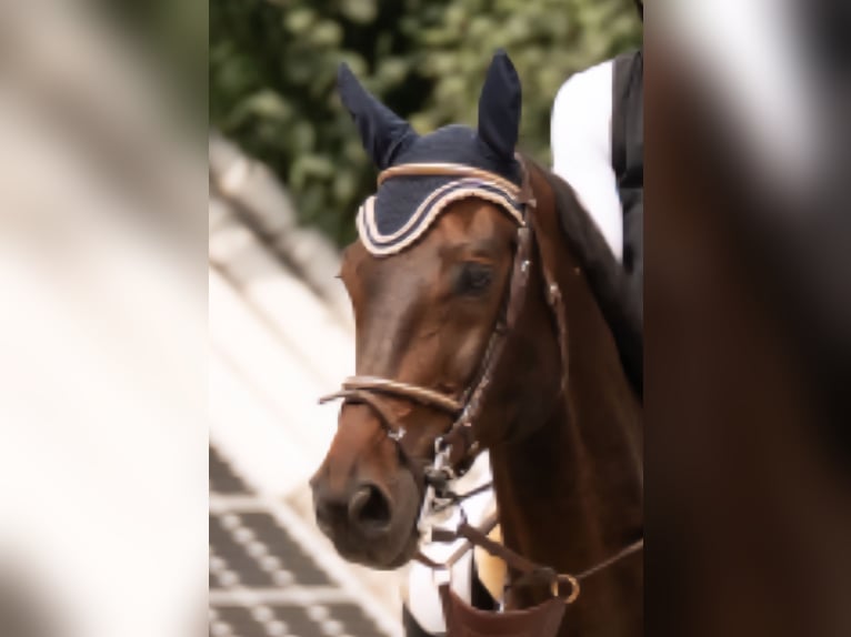 Holsteiner Wallach 12 Jahre 174 cm Brauner in Bad Wurzach