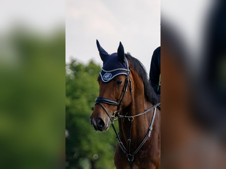 Holsteiner Wallach 12 Jahre 175 cm Brauner in Willich
