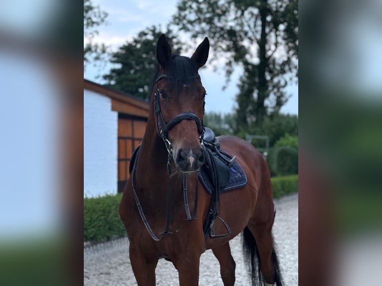 Holsteiner Wallach 12 Jahre 175 cm Brauner in Willich