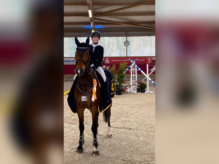 Holsteiner Wallach 12 Jahre 175 cm Brauner in Willich