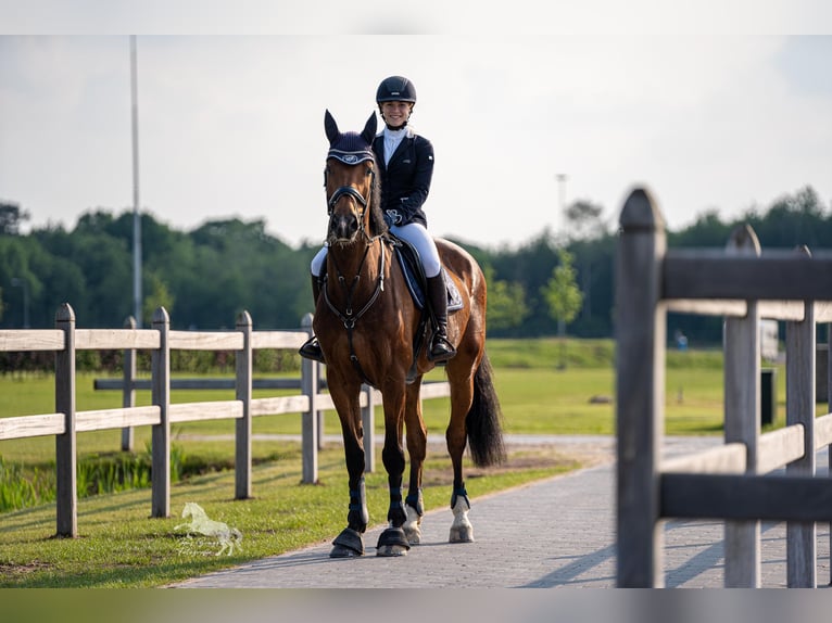 Holsteiner Wallach 12 Jahre 175 cm Brauner in Willich