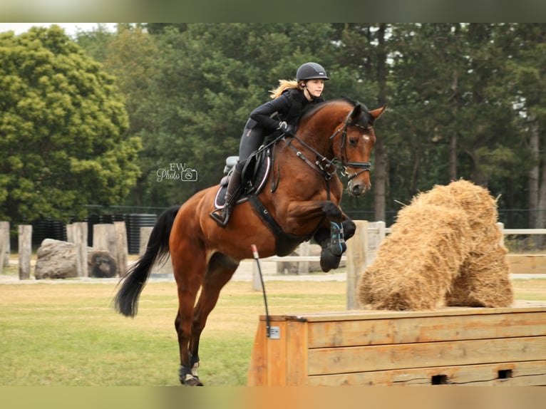 Holsteiner Wallach 12 Jahre 175 cm Brauner in Willich