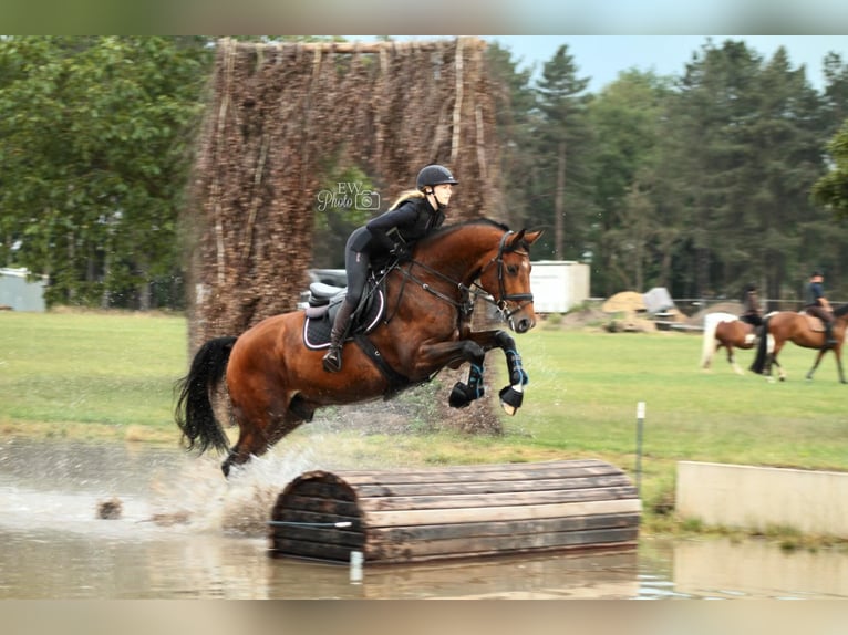 Holsteiner Wallach 12 Jahre 175 cm Brauner in Willich