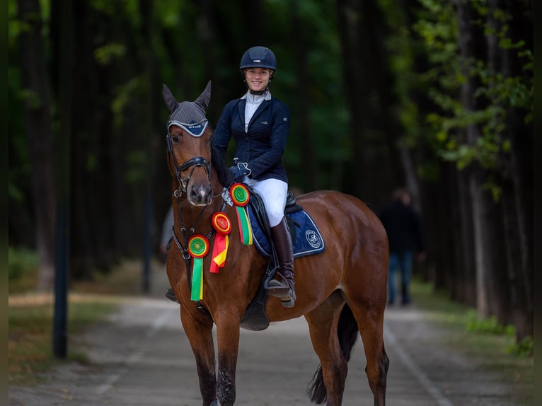 Holsteiner Wallach 12 Jahre 175 cm Brauner in Willich
