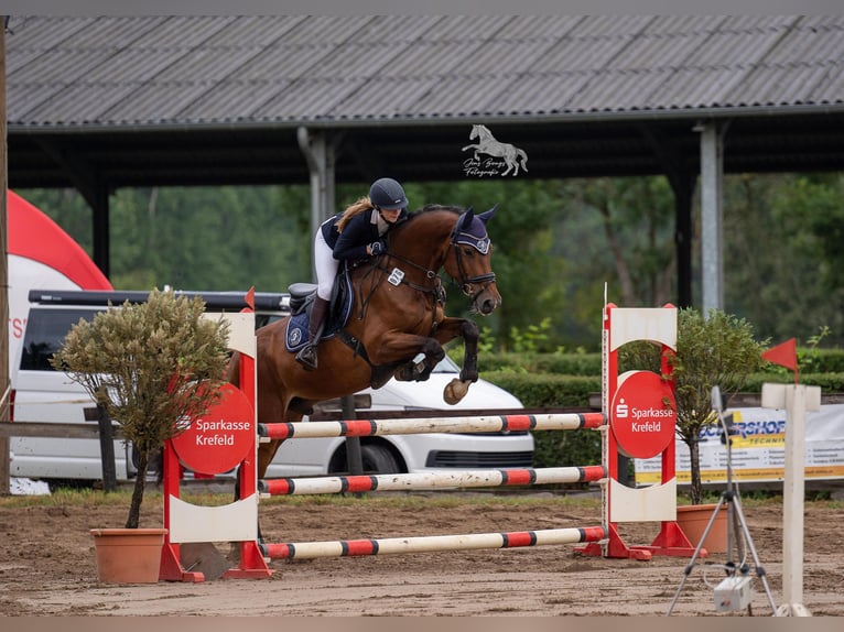 Holsteiner Wallach 12 Jahre 175 cm Brauner in Willich