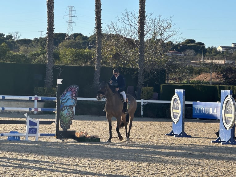 Holsteiner Wallach 12 Jahre 175 cm Rotbrauner in Castellon De La Plana/Castello De La Pla