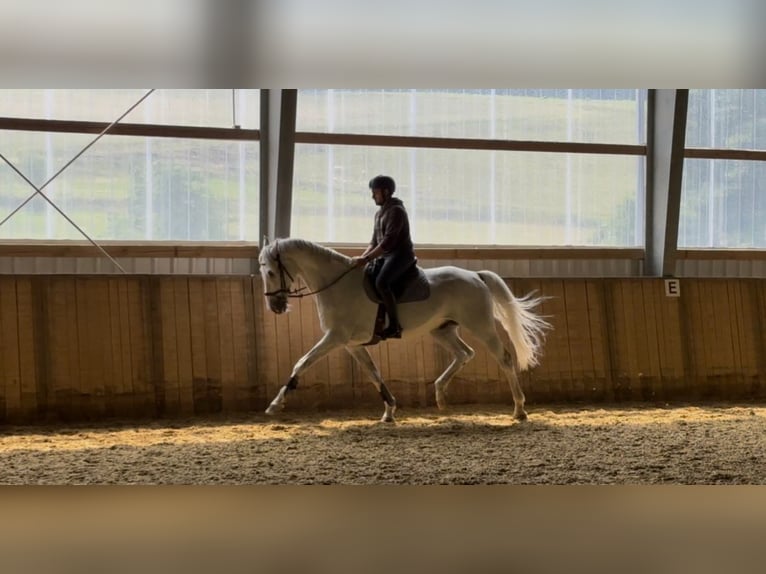 Holsteiner Wallach 12 Jahre 175 cm Schimmel in Hattingen