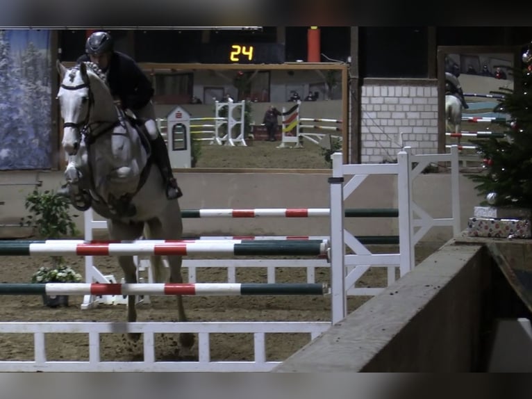 Holsteiner Wallach 12 Jahre 175 cm Schimmel in Hattingen