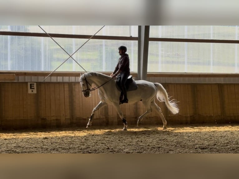 Holsteiner Wallach 12 Jahre 175 cm Schimmel in Hattingen