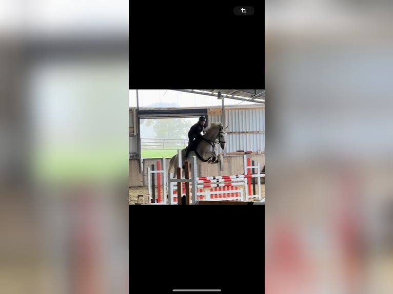 Holsteiner Wallach 12 Jahre 175 cm Schimmel in Hattingen