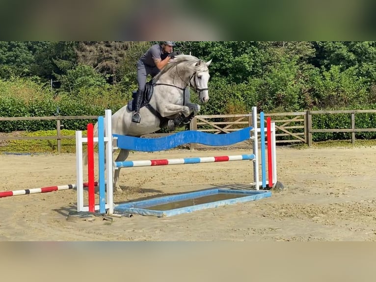 Holsteiner Wallach 12 Jahre 175 cm Schimmel in Hattingen
