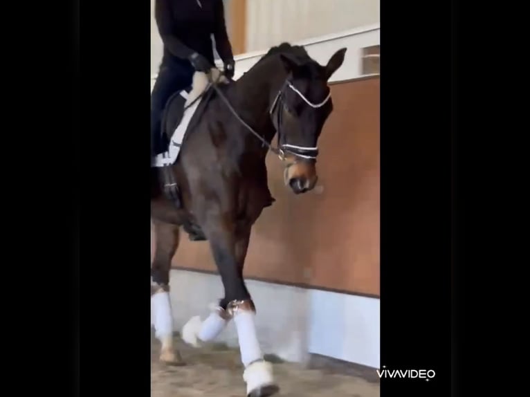 Holsteiner Wallach 12 Jahre 175 cm Schwarzbrauner in Oyten