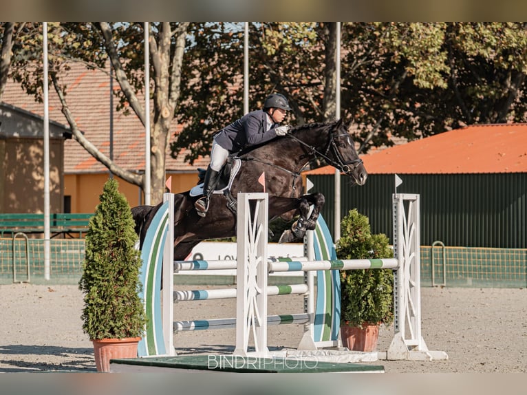 Holsteiner Wallach 12 Jahre 175 cm Schwarzbrauner in Szentendre