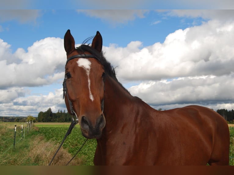 Holsteiner Wallach 12 Jahre 178 cm Brauner in Vierkirchen