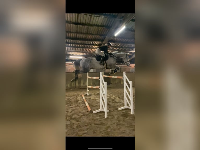 Holsteiner Wallach 12 Jahre 180 cm Apfelschimmel in Neuschoo