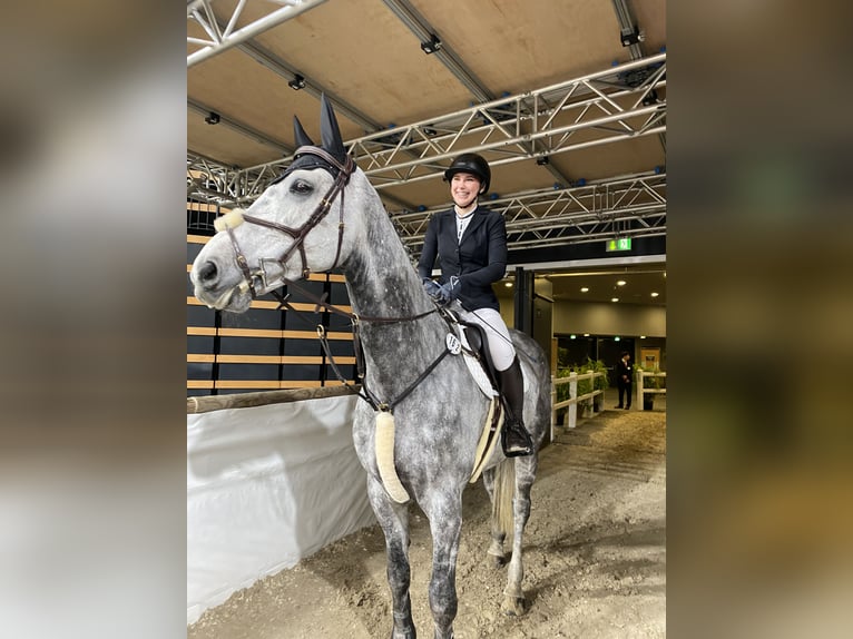 Holsteiner Wallach 12 Jahre 180 cm Apfelschimmel in Neuschoo