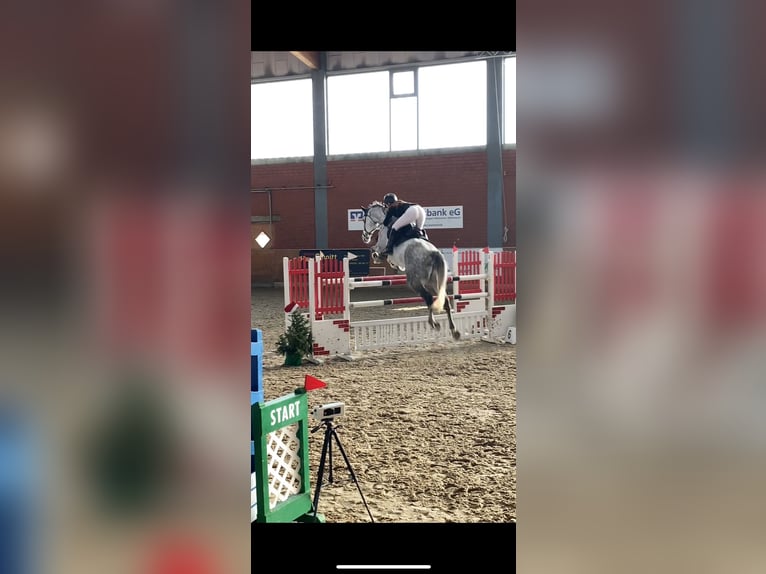 Holsteiner Wallach 12 Jahre 180 cm Apfelschimmel in Neuschoo