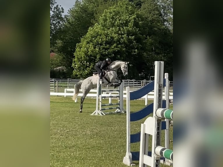 Holsteiner Wallach 12 Jahre 180 cm Apfelschimmel in Neuschoo