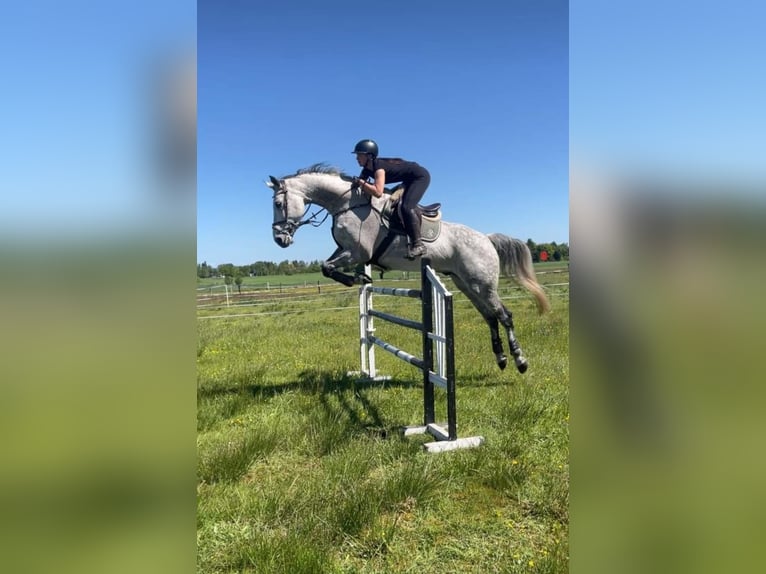 Holsteiner Wallach 12 Jahre 180 cm Apfelschimmel in Neuschoo
