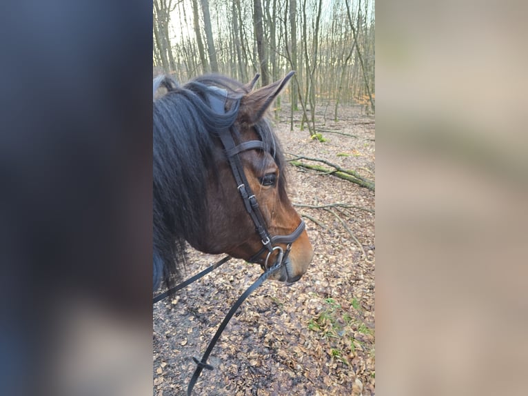 Holsteiner Wallach 12 Jahre 180 cm Brauner in Hofheim am Taunus