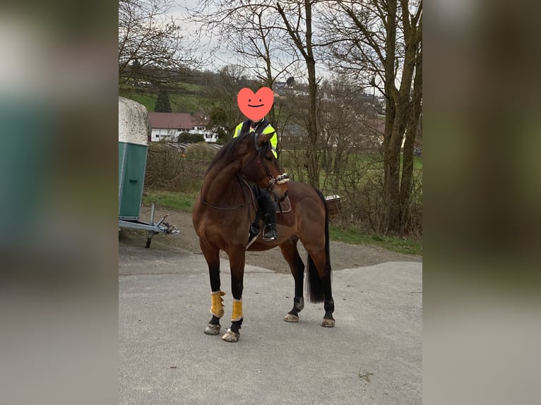 Holsteiner Wallach 12 Jahre 180 cm Brauner in Hofheim am Taunus