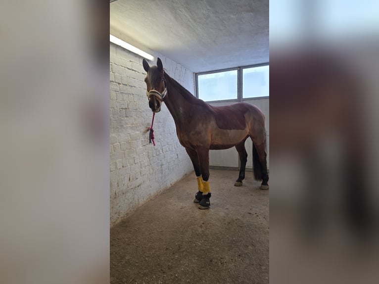 Holsteiner Wallach 12 Jahre 180 cm Brauner in Hofheim am Taunus