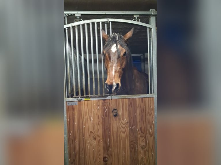 Holsteiner Wallach 12 Jahre 180 cm Brauner in Hofheim am Taunus