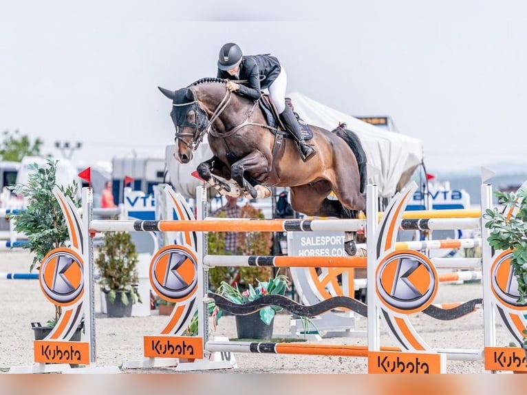 Holsteiner Wallach 12 Jahre 180 cm Dunkelbrauner in Brno