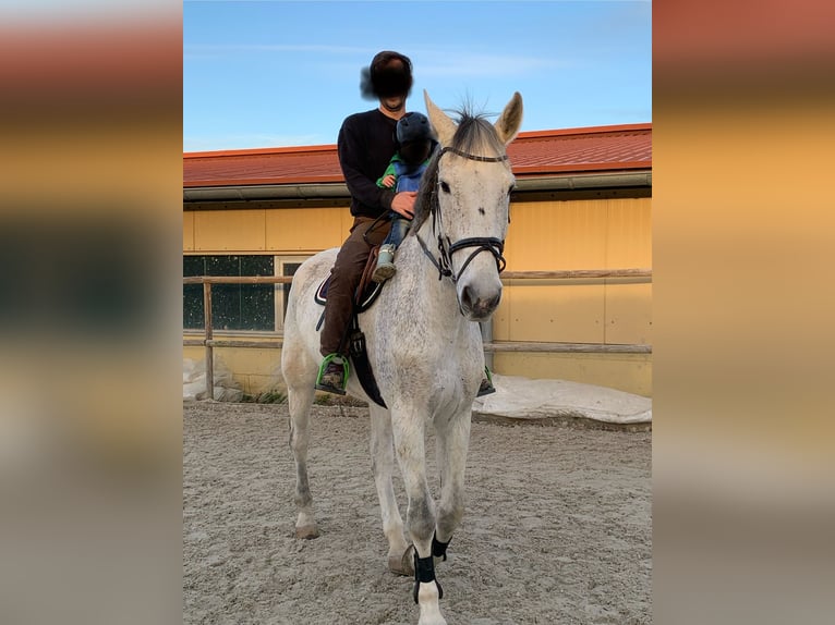 Holsteiner Wallach 12 Jahre 180 cm Schimmel in Hochdorf