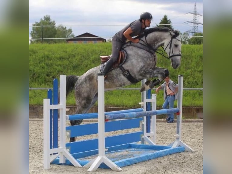 Holsteiner Wallach 12 Jahre 180 cm Schimmel in Hochdorf