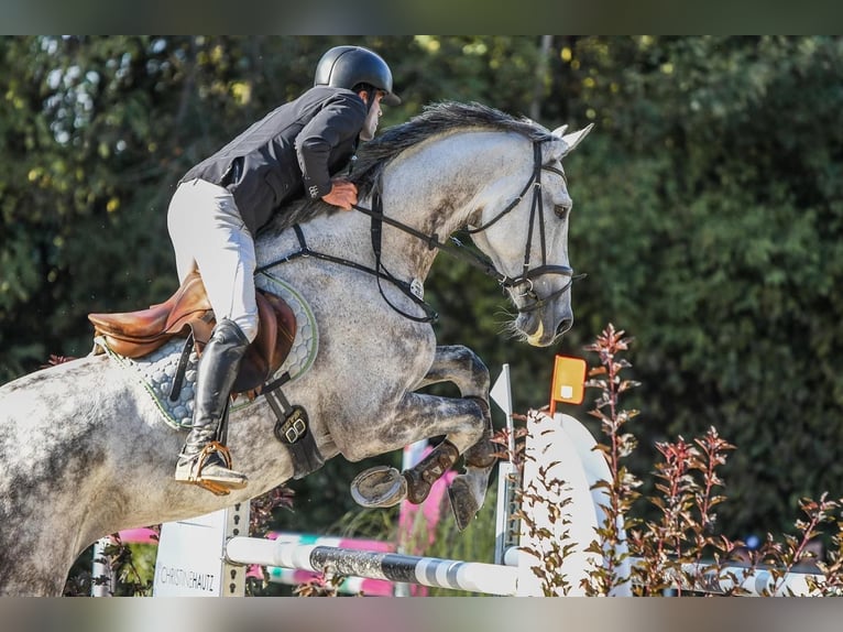 Holsteiner Wallach 12 Jahre 180 cm Schimmel in Hochdorf