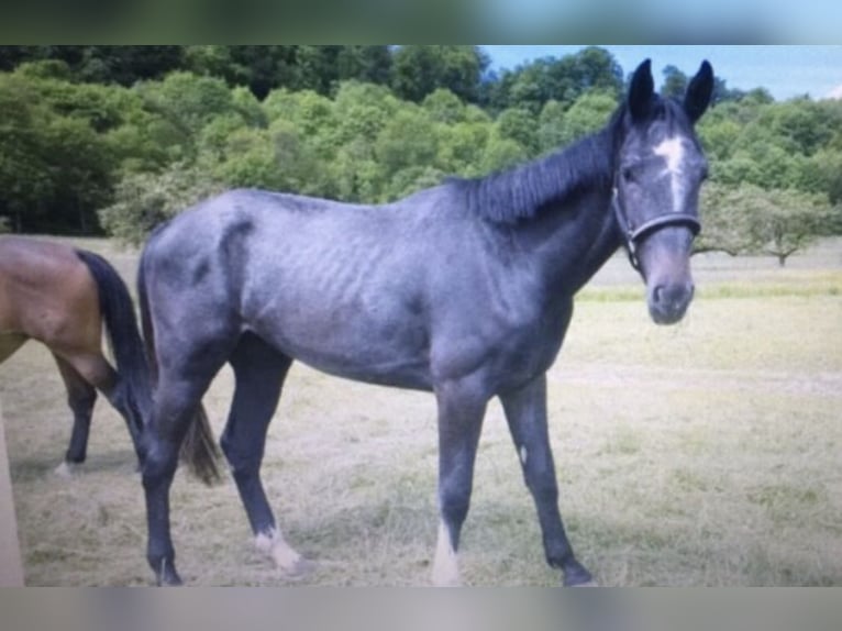 Holsteiner Wallach 12 Jahre 180 cm Schimmel in Hochdorf